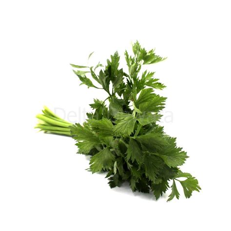 seledri gr delta dewata