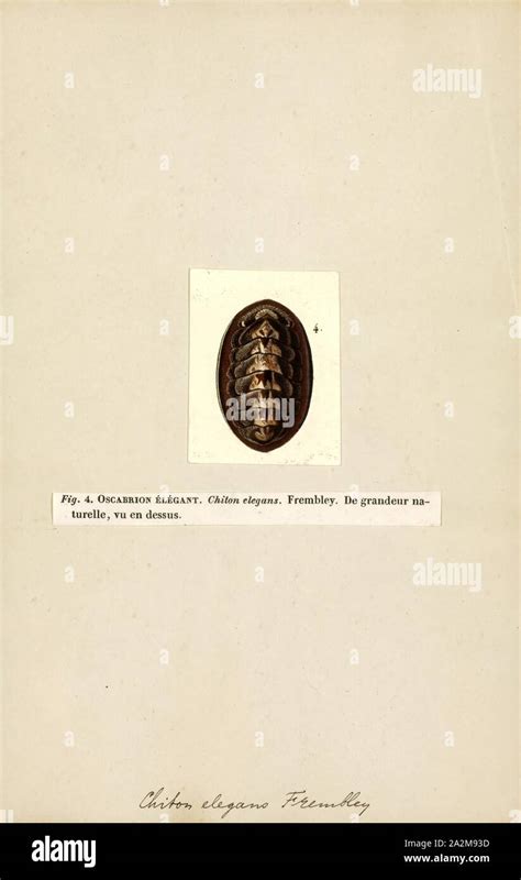 Chiton, Print, Chitons are marine molluscs of varying size in the class ...