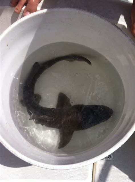 Sand shark on Block island | Block island, Island, Cool pictures