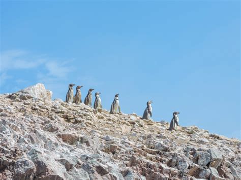 6 Reasons You Should Not Bypass Paracas Peru