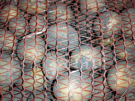 Картофель семянной гала — купить в Красноярске. Овощи на интернет ...