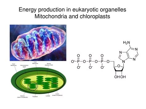 Ppt Energy Production In Eukaryotic Organelles Mitochondria And