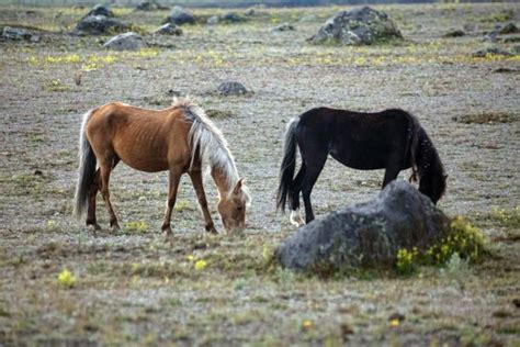 Cotopaxi Wildlife Animals In The Wild Ecuador Stock Photos, Pictures ...