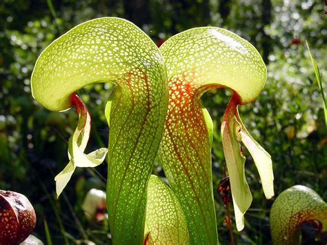 Darlingtonia californica - Βικιπαίδεια
