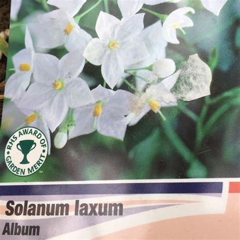 Solanum Laxum Album Syn S Jasminoides Album Potato Vine Album