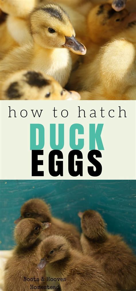 How To Hatch Duck Eggs Duck Eggs Chickens Backyard Duck