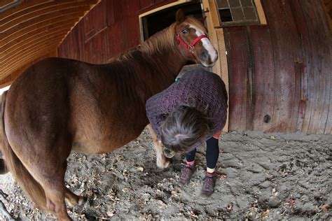 Pony Care: Animals And Responsibility - Bedlam Farm