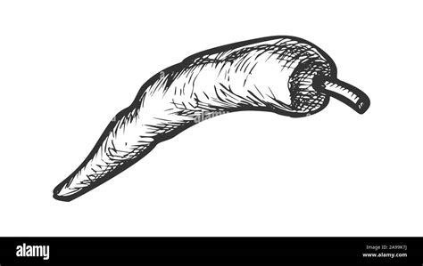 Hot Pepper Chili Pod Vegetable Monochrome Vector Stock Vector Image Art Alamy