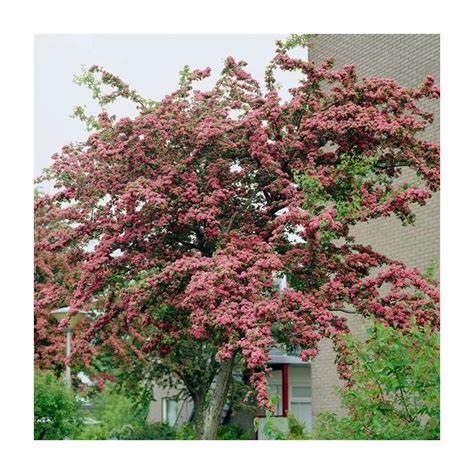 My Crataegus Laevigata Pauls Scarlet Hawthorn Tree Offer Low Prices
