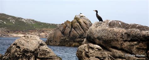 Wildlife Wednesday: Running Wild on Scilly. – Baby Routes