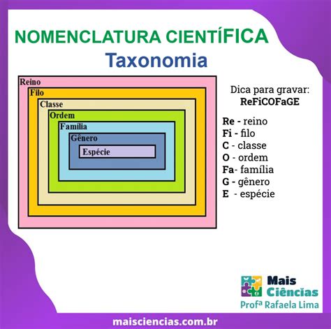 Nomenclatura Cient Fica Mais Ci Ncias Professora Rafaela Lima