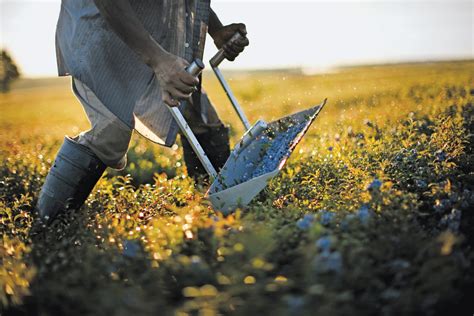 Rise of the Machines Disrupts Maine's Blueberry Harvest - Newsweek