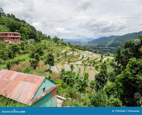 Terraced Rice Fields Stock Photo Image Of Agriculture 73952460
