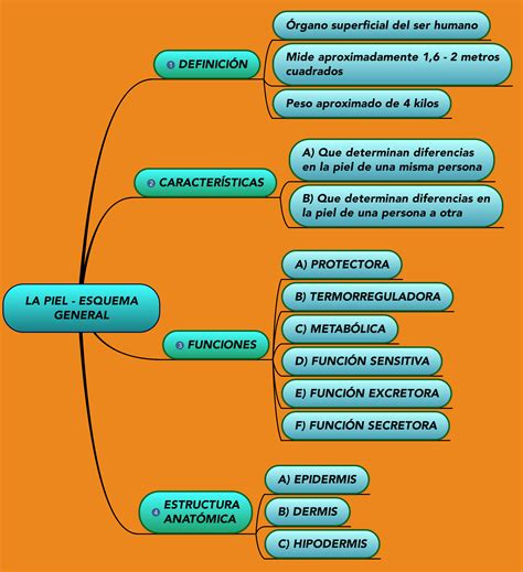 Funciones De La Piel 4