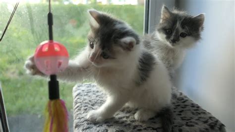 Kittens in a rented apartment - YouTube