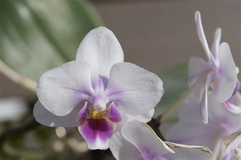 gambar mekar menanam putih daun bunga berkembang botani flora