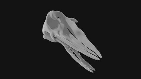 3D Sperm Whale Skull - TurboSquid 1978155