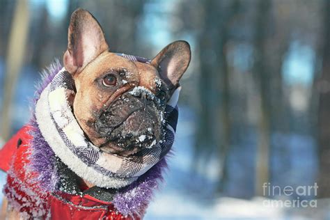 Cute French Bulldog Dog With Snow On Nose Wearing Warm Winter Coat With