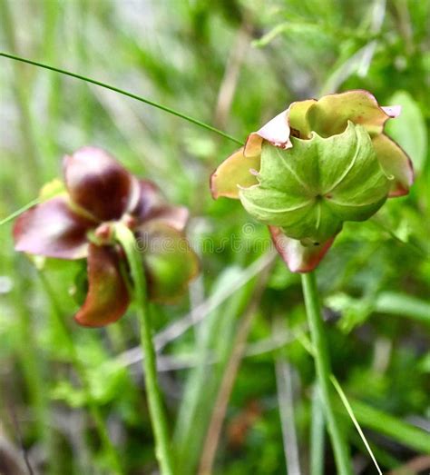 Pitcher Plant Flowers in Spring Stock Photo - Image of carnivore, water ...