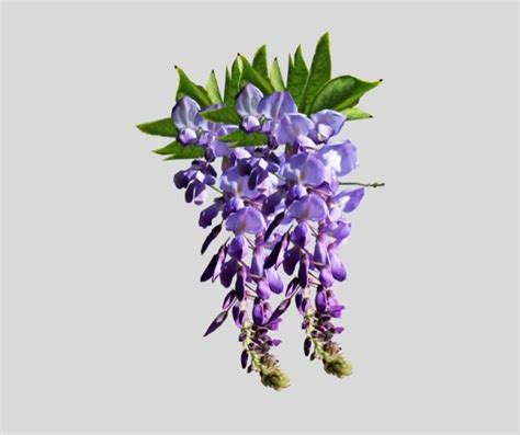 How To Propagate Water Wisteria Our Aquariums