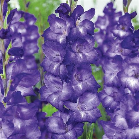 Bulbi Gladiole Blue Tropic - Depozitul de Seminte Bulbi de primavara