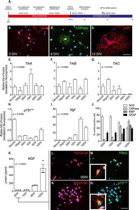 Frontiers Nerve Growth Factor Promotes Differentiation And Protects