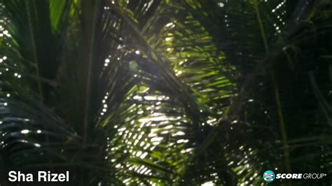 Bikini Dazzle Sha Rizel