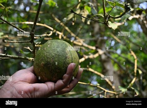 A Golden Apple Fruit Is Being Held By A Hand In The Background Of The