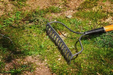 mounds  dirt   lawn    remove