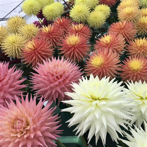 National Dahlia Society Annual Show 2017 At Rhs Wisley Jack