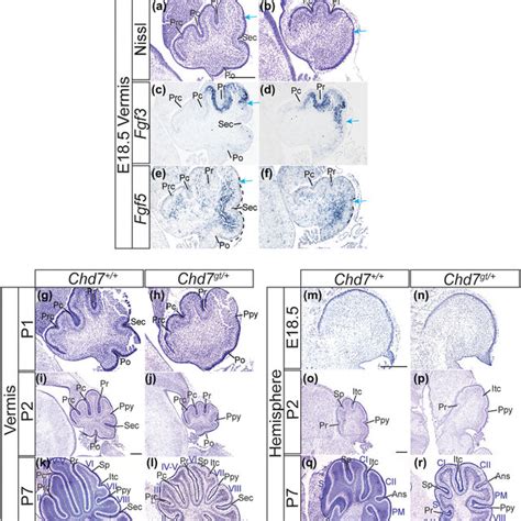 Chd Regulates The Timing And Sequence Of Fissure Formation During