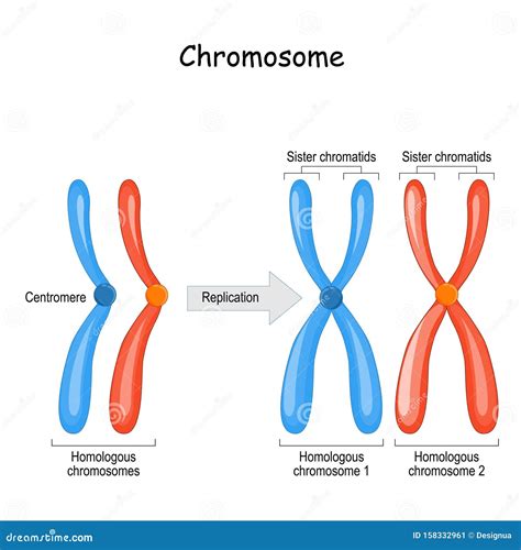 How To Draw A Chromosome