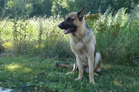 Chiot Berger Allemand Whippet Mix