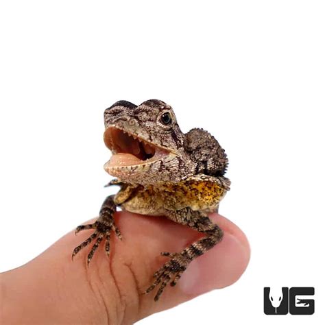 frilled dragon lizard pet