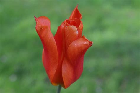 Lilienblütige Tulpe Ballerina Lubera ch