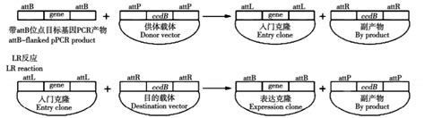 涨知识 克隆专题二：不同分子克隆方法介绍（下） 技术前沿 资讯 生物在线