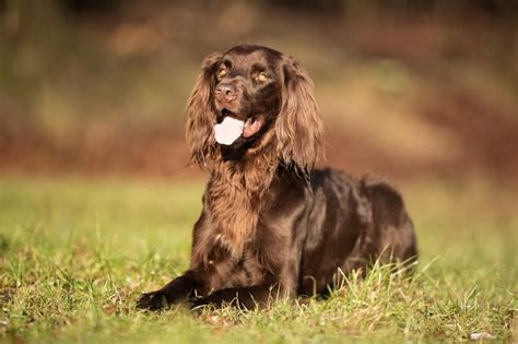 German Longhaired Pointer Breed Information, Characteristics & Heath Problems | DogZone.com