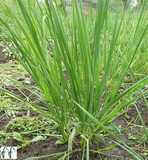 Каталог — Джусай (лук ветвистый, полевой чеснок) (Allium ramosum ...
