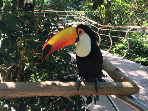 Parque de las Aves promueve la preservación de especies amenazadas en ...