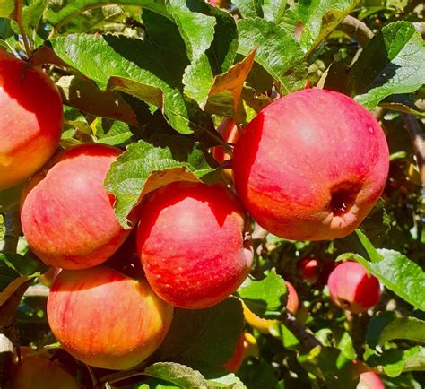 September Apple Picking For Juice In The Orchards Apple Trees And