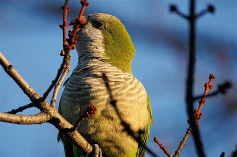 Monk Parakeets In Ny Rbirding