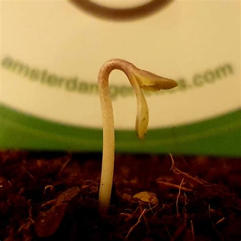 How To Germinate Cannabis Seeds Amsterdam Genetics