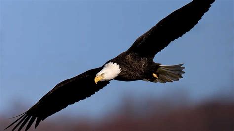 Bald eagles’ comeback spurs their removal from Indiana's endangered