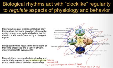 Neuro Exam 4 Ch10 Biological Rhythms And Sleep Flashcards Quizlet