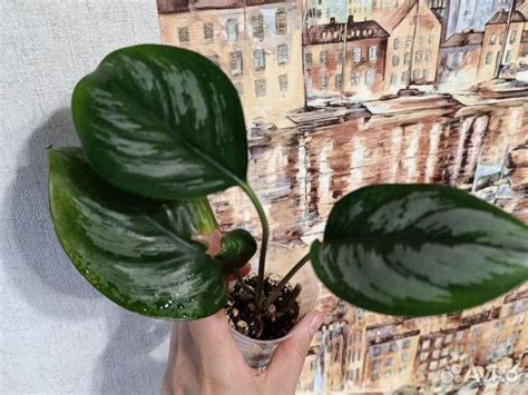 Сциндапсусы/эпипремнумы купить в Воронеже | Товары для дома и дачи | Авито