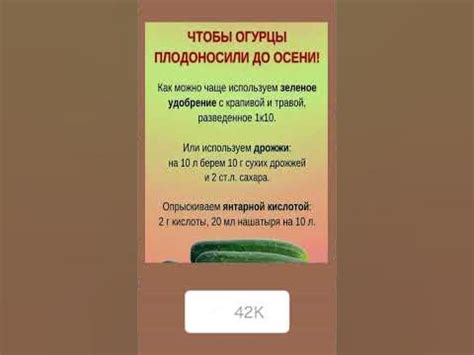Огурцы будут плодоносить до осени #полезнознать #полезныесоветы # ...