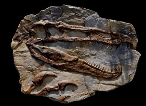 The Fishing Dinosaur The Baryonyx Fossil Discovery And Its