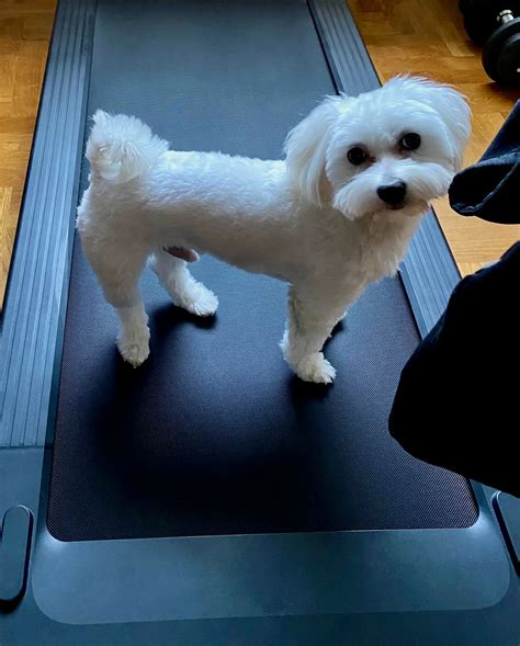 Maltese Weight Chart: How Big Should They Be? - maltese.rs