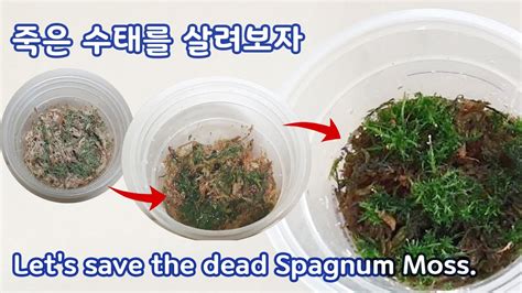 Save The Dead Spagnum Moss Part Youtube