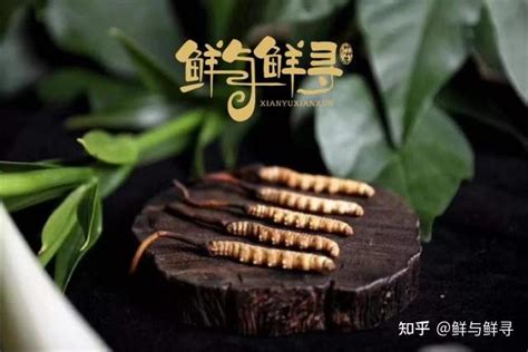 鲜与鲜寻：冬虫夏草的综合利用价值！ 知乎